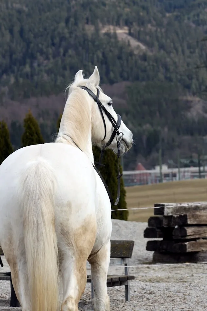 Pferdehof Reitingau - photo 1