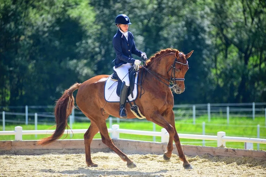 HoppGalopp - das Pferdeparadies - photo 1