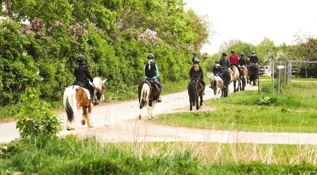Reitstall Roubal - Dressur - Springen - Beritt - Verkaufspferde - Foto 1