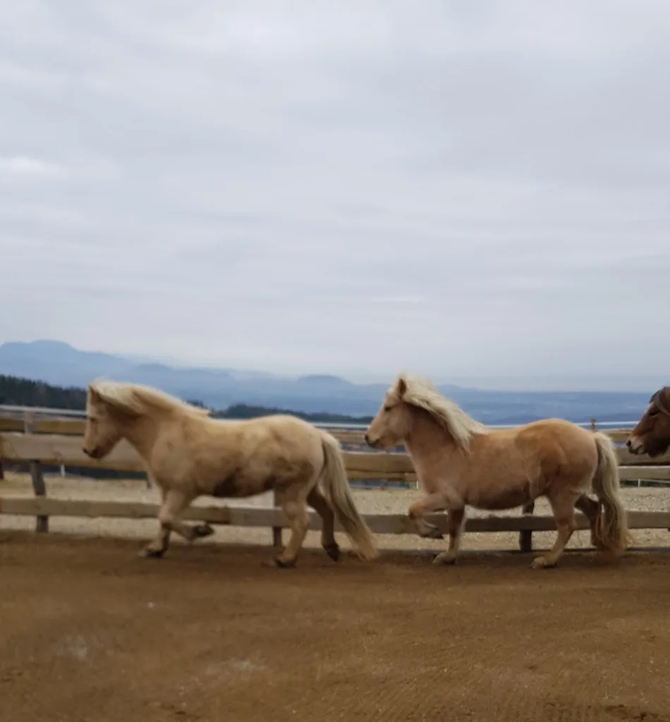 ponyseidank | Greisdorf - Foto 2