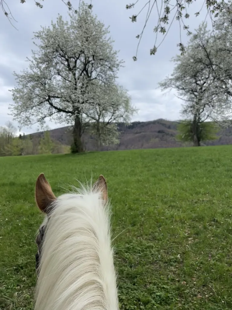 Reitschule Tannenhof - photo 3