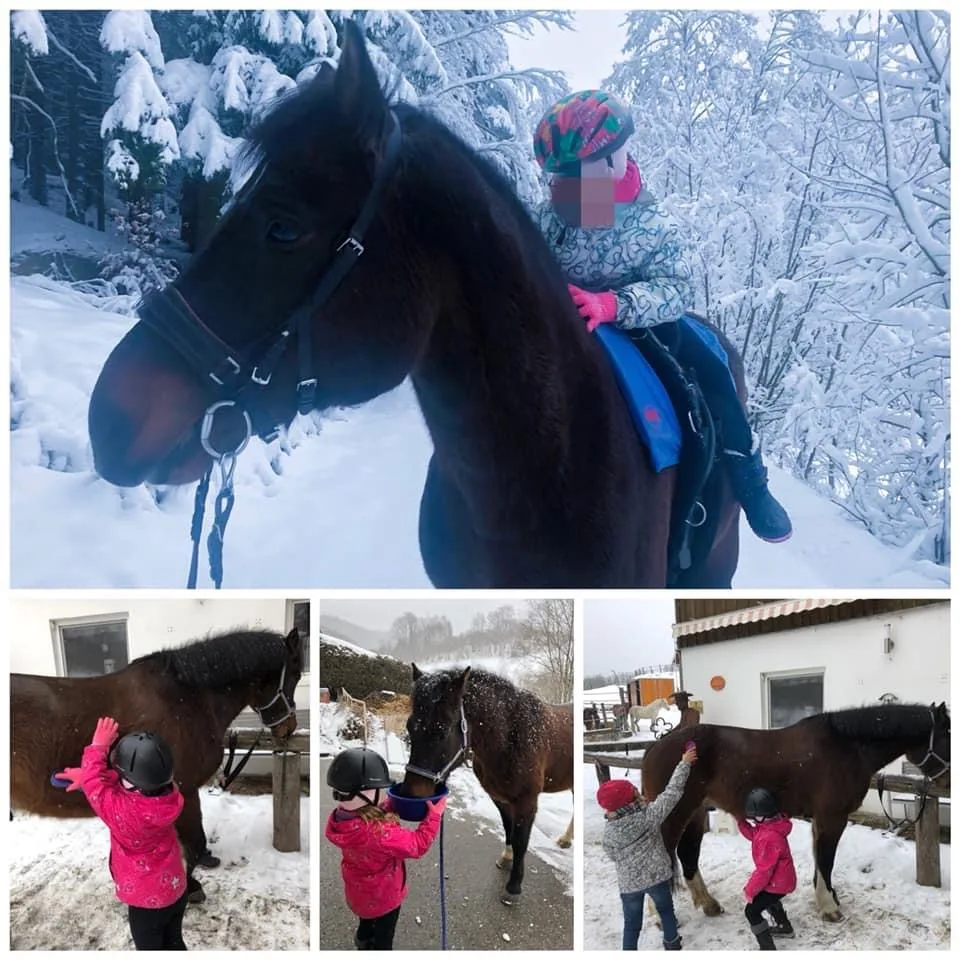 4Senses - Heilpädagogische und Therapeutische Förderung mit dem Pferd - Foto 2