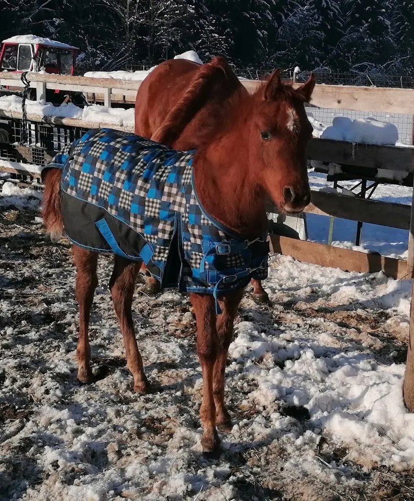 Araber X Haflinger Fuchs Rejautz - Foto 2