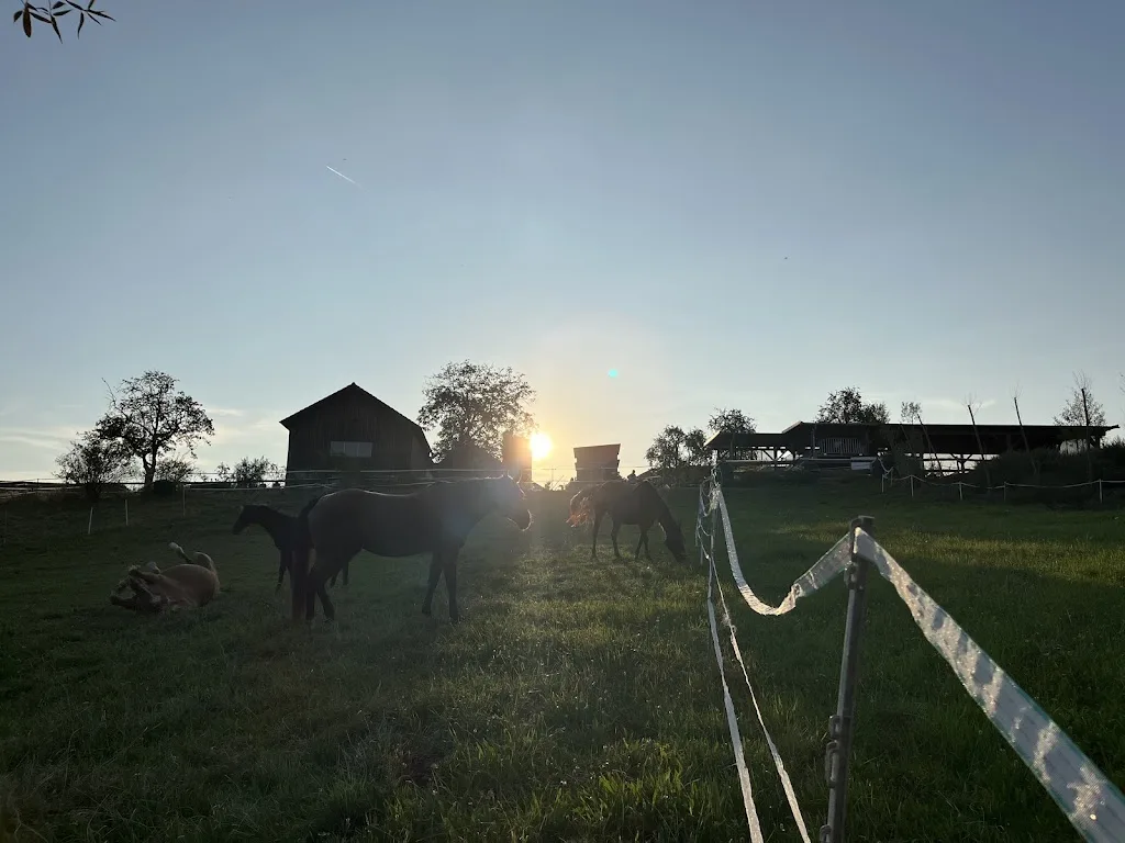 (K)ein Ponyhof - photo 2