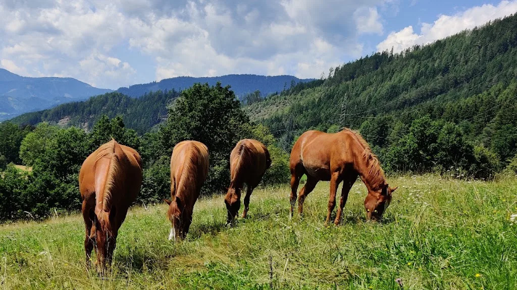 Magic & Harmony Horse Ranch - Foto 1