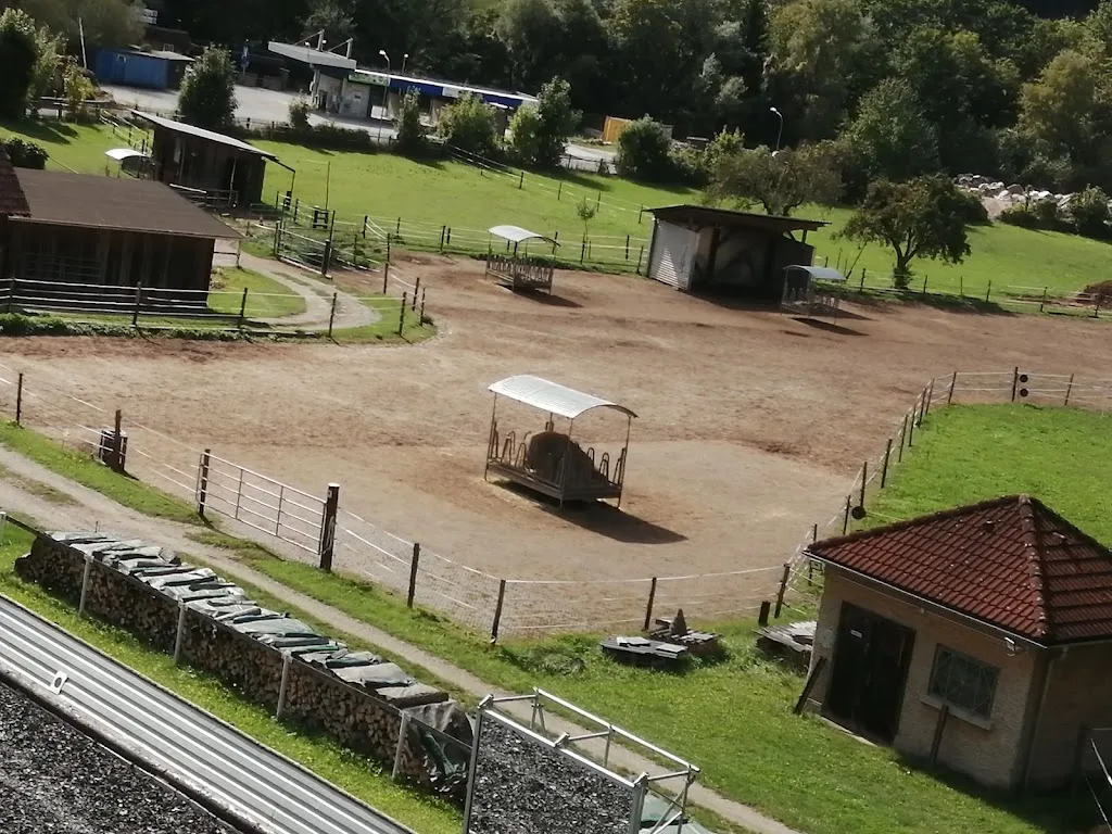 SPORTPFERDE SCHMEDLER - photo 2