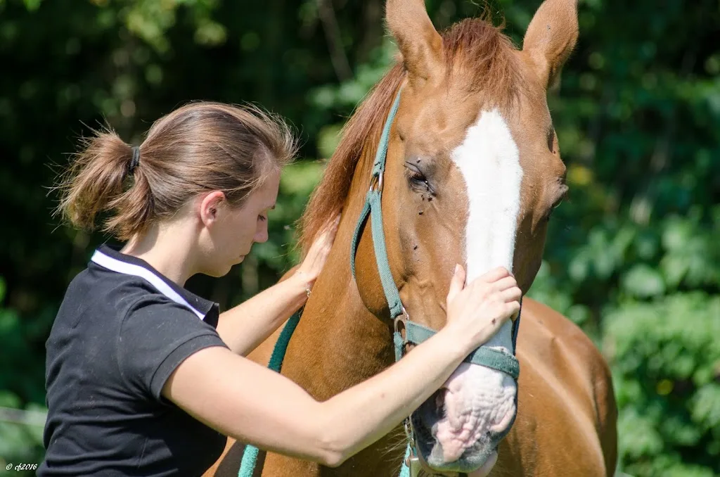 Physio-Pferde Verena Bachmann - Foto 3