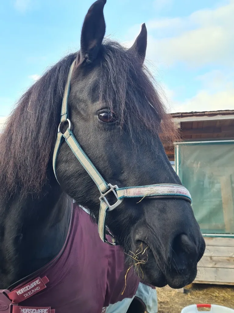 RTH Oberbierbaum Reitschule - Therapiezentrum - Hundeschule - Foto 1