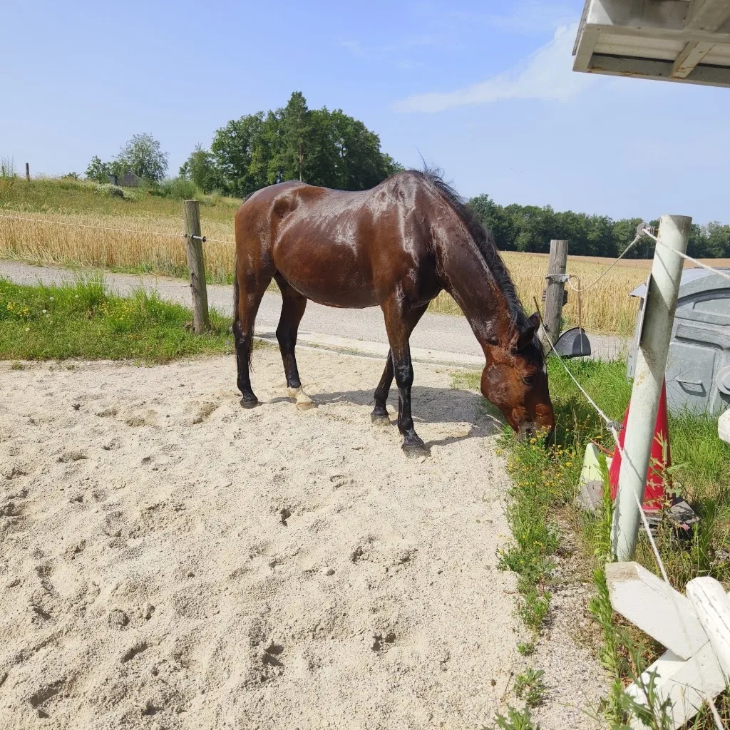 Reitclub Hofmühlen - photo 3