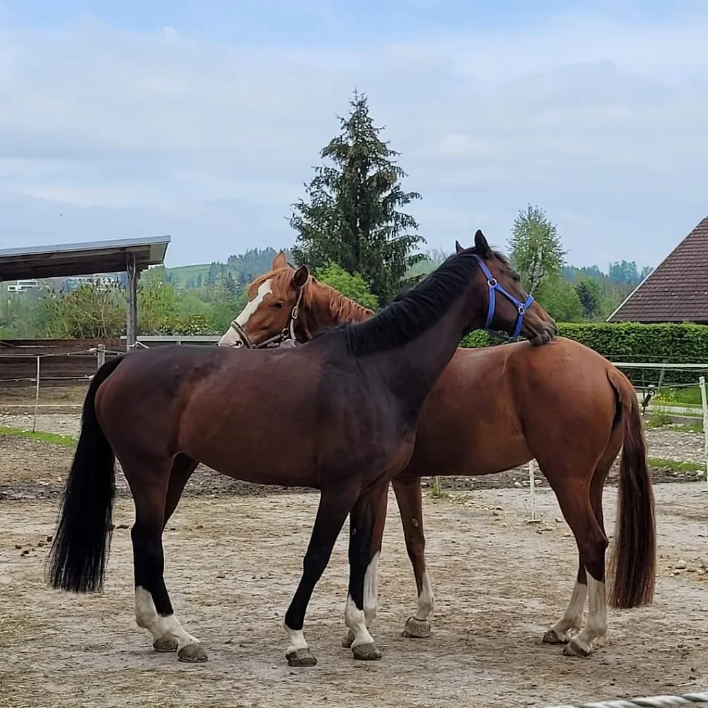 Reitanlage Schoberhof OG - Foto 2