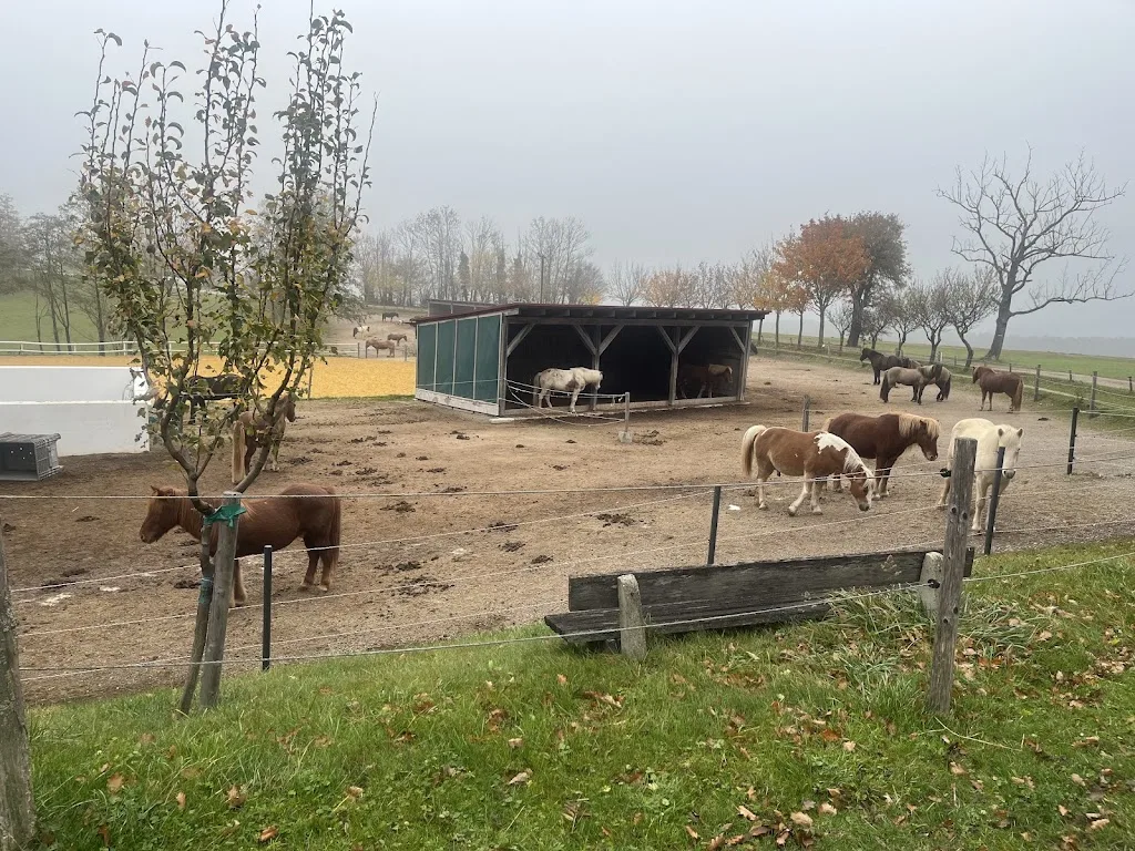 Islandpferdehof-Lagerfeld - Foto 2