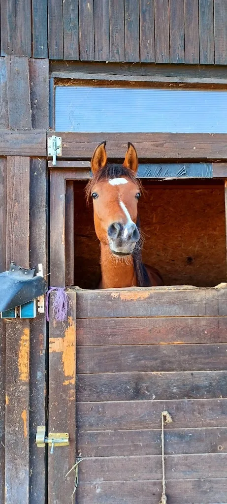 Reitstall Lechner - photo 3