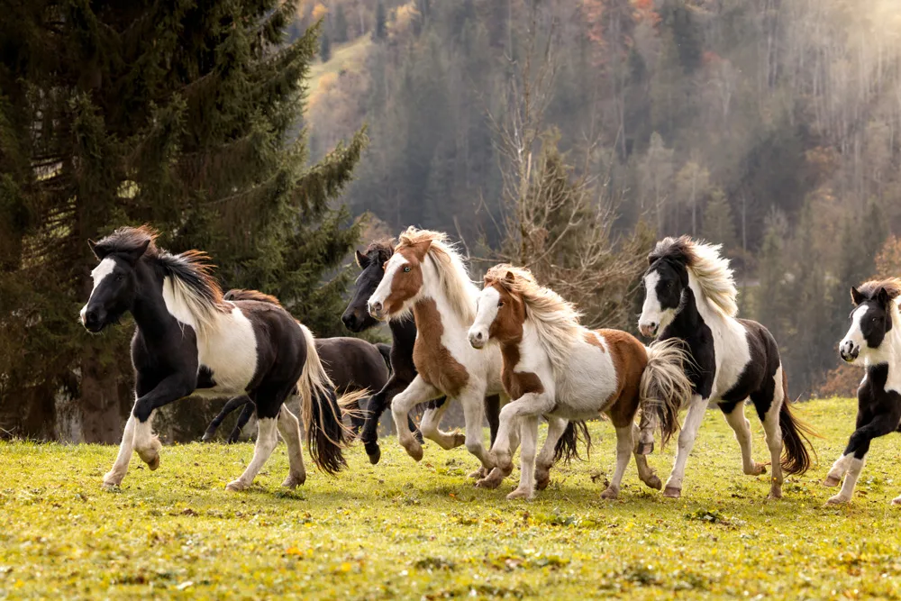 Reitanlage Ployergut - Foto 1
