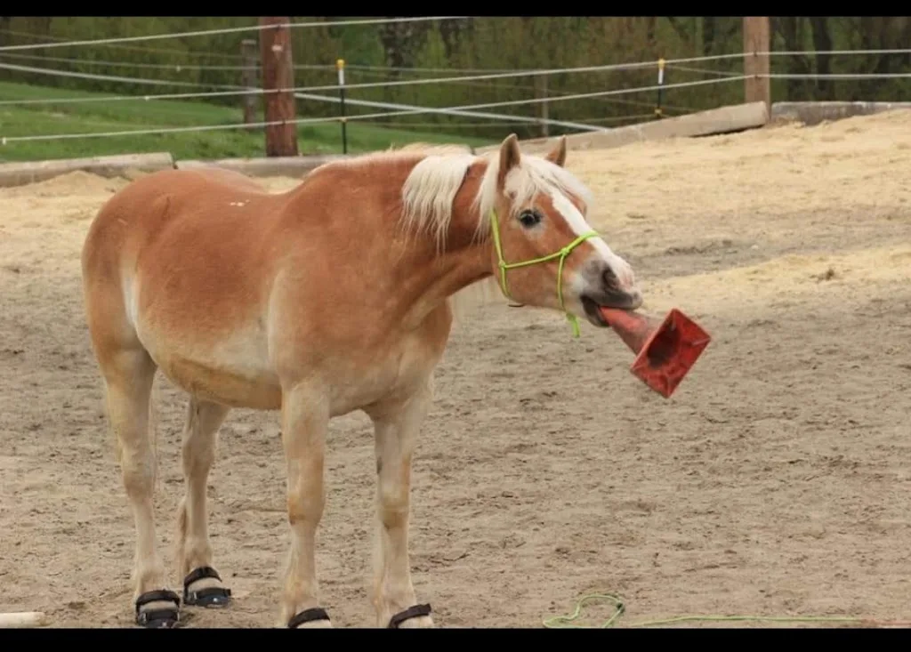 G'sund ums Pferd-Rathbauer Sabrina - Foto 2