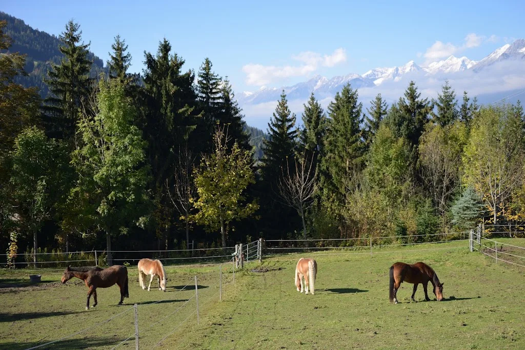 Reitanlage Maxnhager Weerberg - Familie Sponring - photo 3