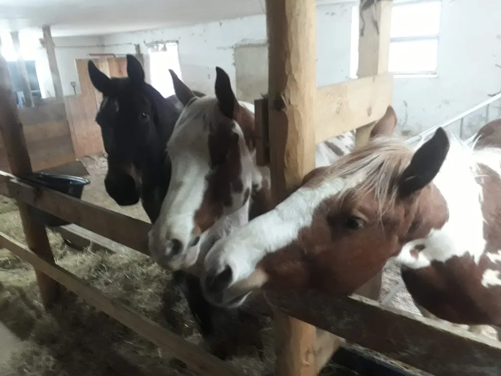 Sunny Horse Ranch - Foto 1