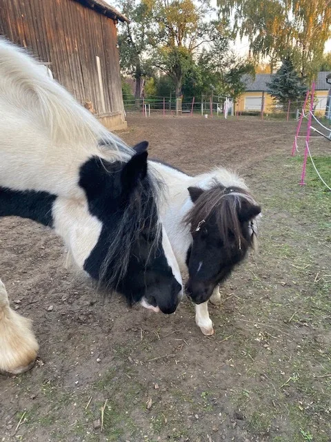 Piju-Ponyranch - photo 2