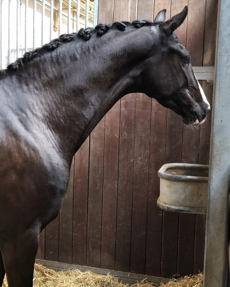 REITSPORTZENTRUM HOFSTATT - Foto 2