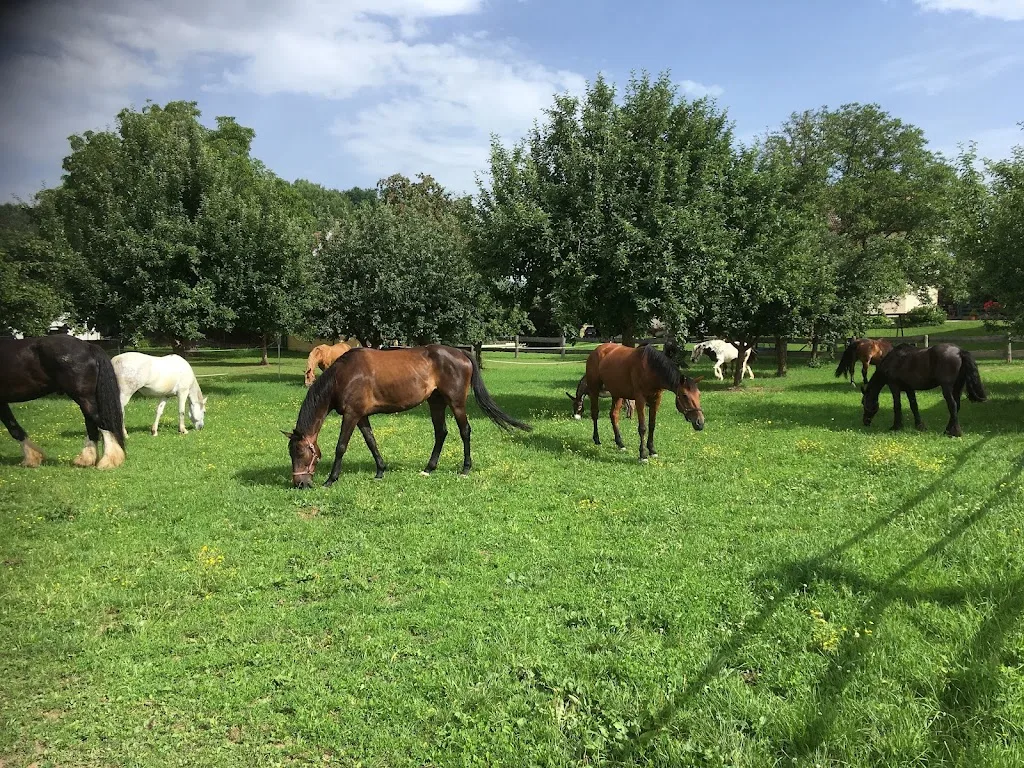 Pferdehof Tatzer - Foto 3