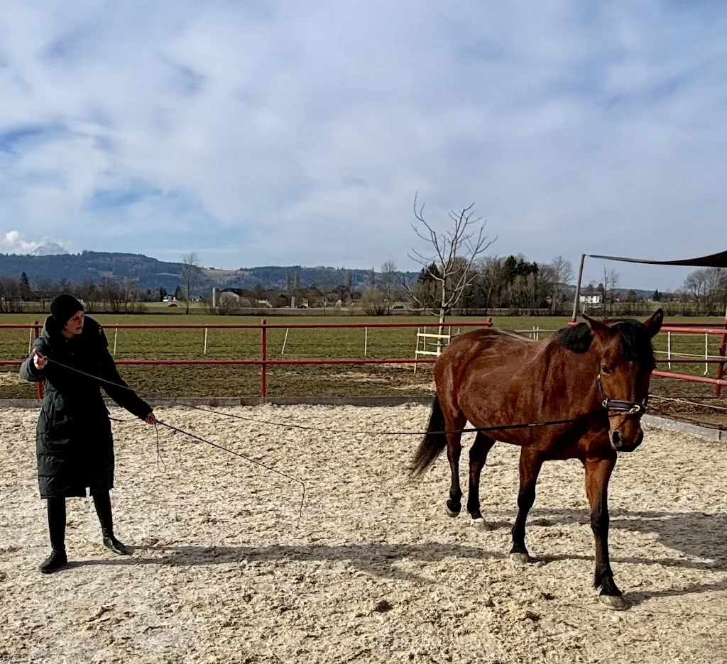 Melanie Honeder - training & pferdepflege - Foto 2