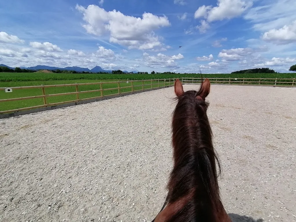 Melanie Honeder - training & pferdepflege - Foto 3