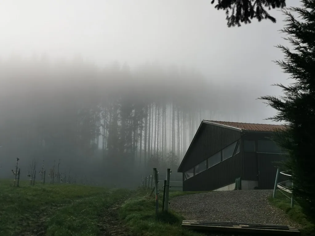 Pferdezucht Hedwig Eder - photo 3