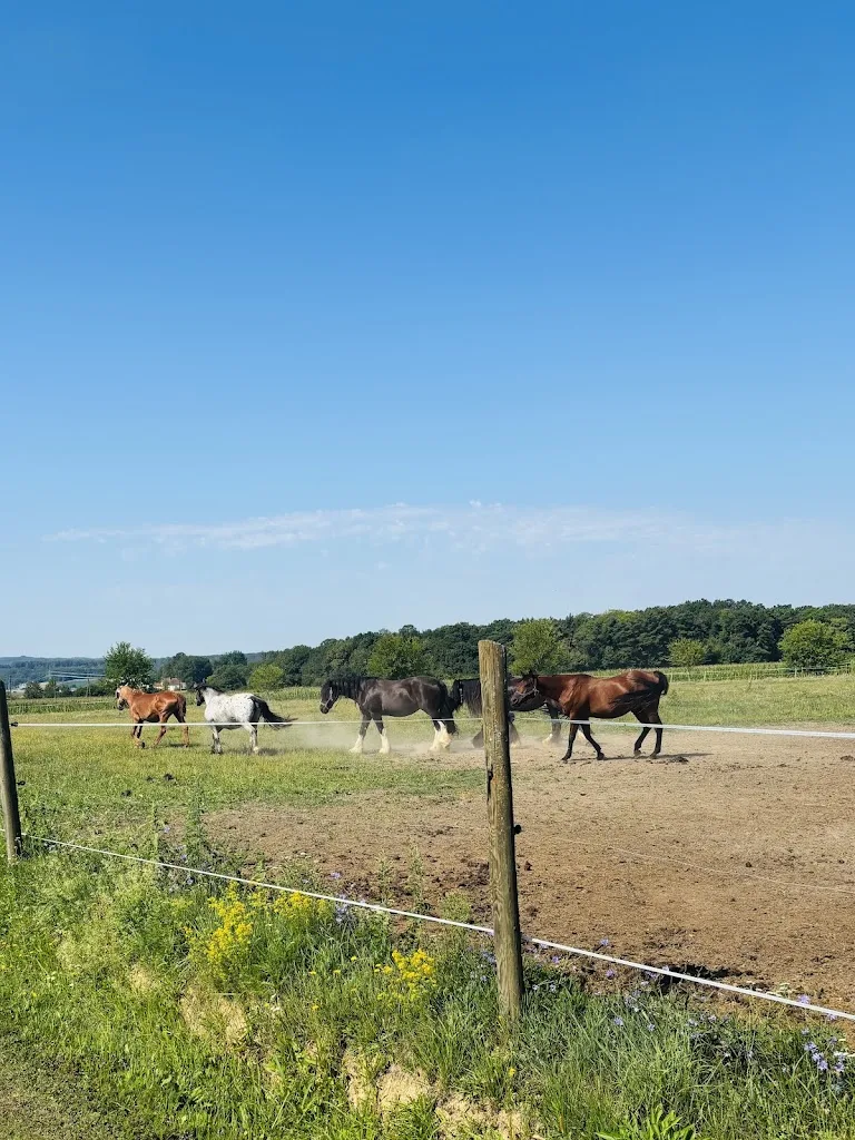 Pferdehof Siegl - photo 3