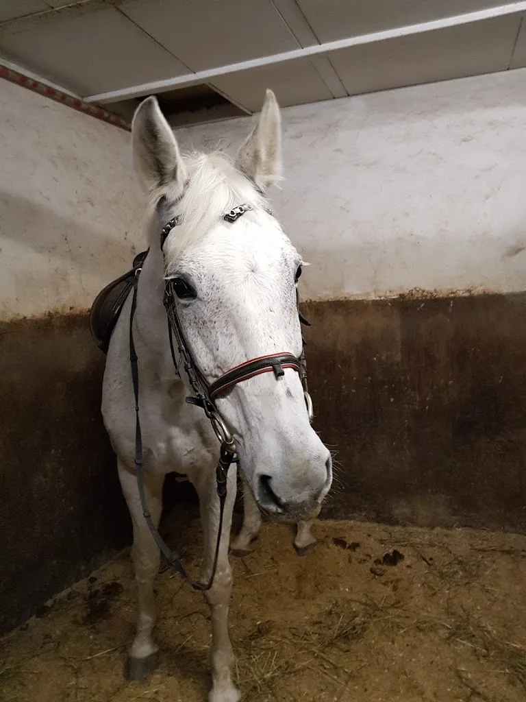 ReitClub Donaustadt - Barbara Zehetgruber - Foto 1