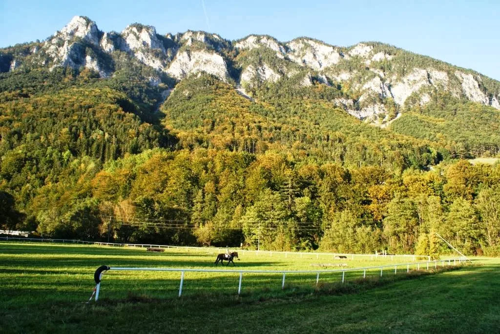 Pferdewelt Reichenau - Foto 1
