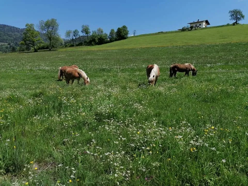 Pferdehof Leuhuben - Foto 2