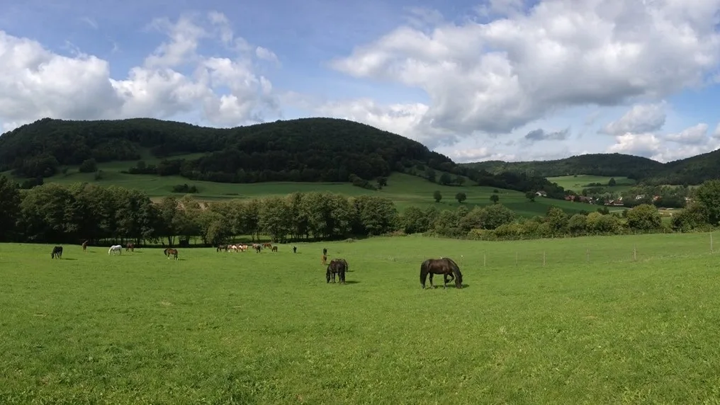 Wiedenhof im Wienerwald - photo 2