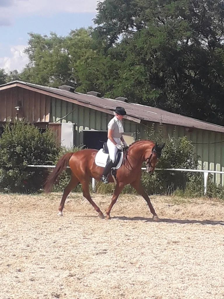 Reitstall Semper Salio Enzesfeld - photo 1