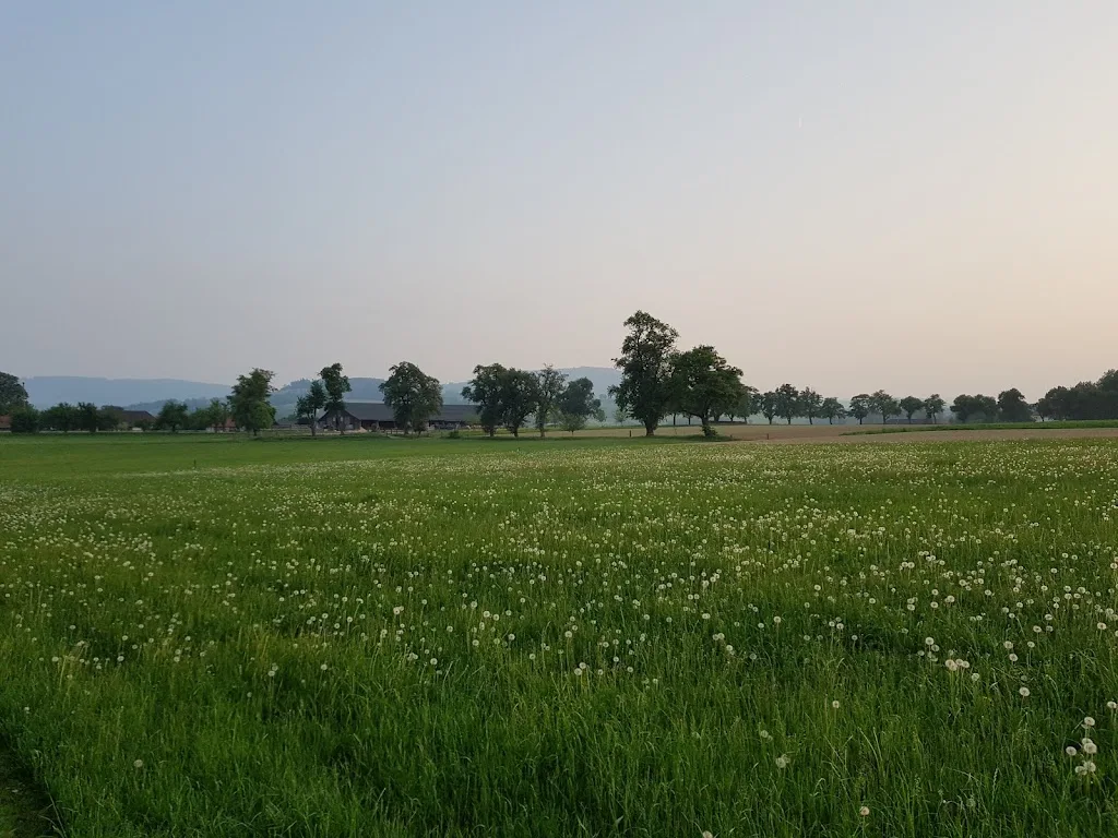 Islandpferdehof Gut Pöllndorf - Foto 3