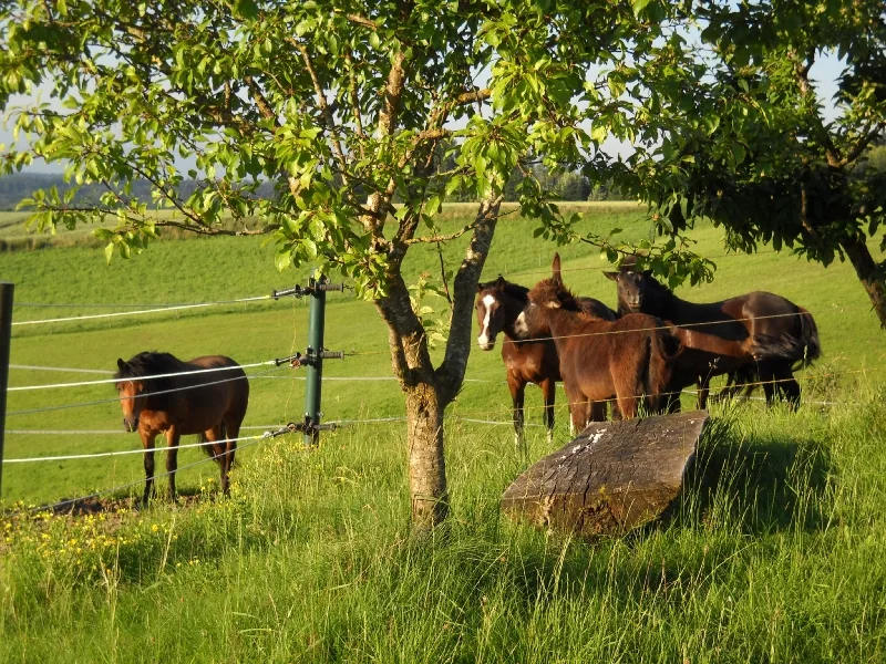 Hauserhof - photo 2