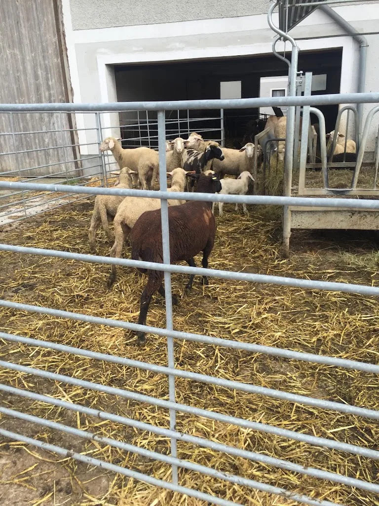 Dressurstall Reitstall MFS Steyr / Linz Land - Foto 3