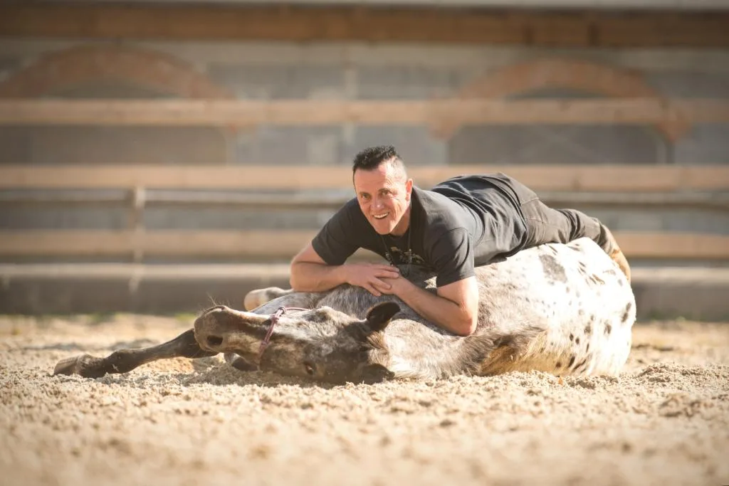 International M' amin Horse Registry - photo 2