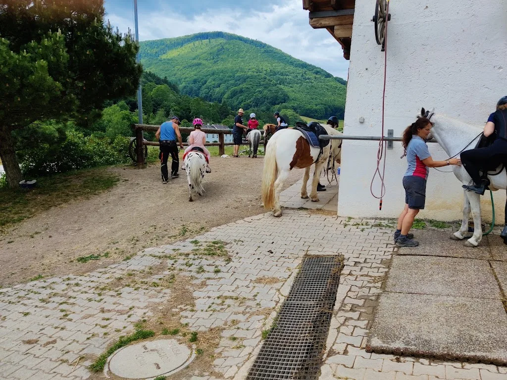 Wimmerhof, Berg 53, Reiterhof, Pferdepension und Hundezucht - Foto 1