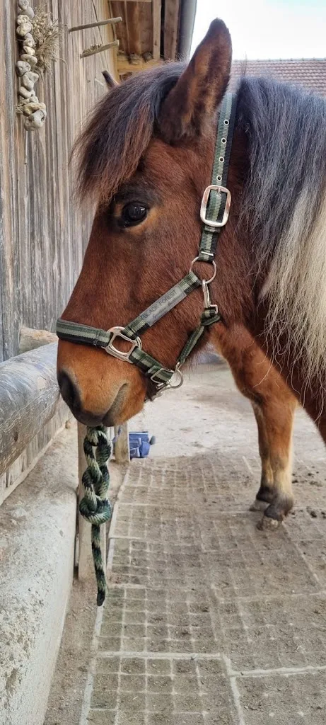 JP Stables - photo 2