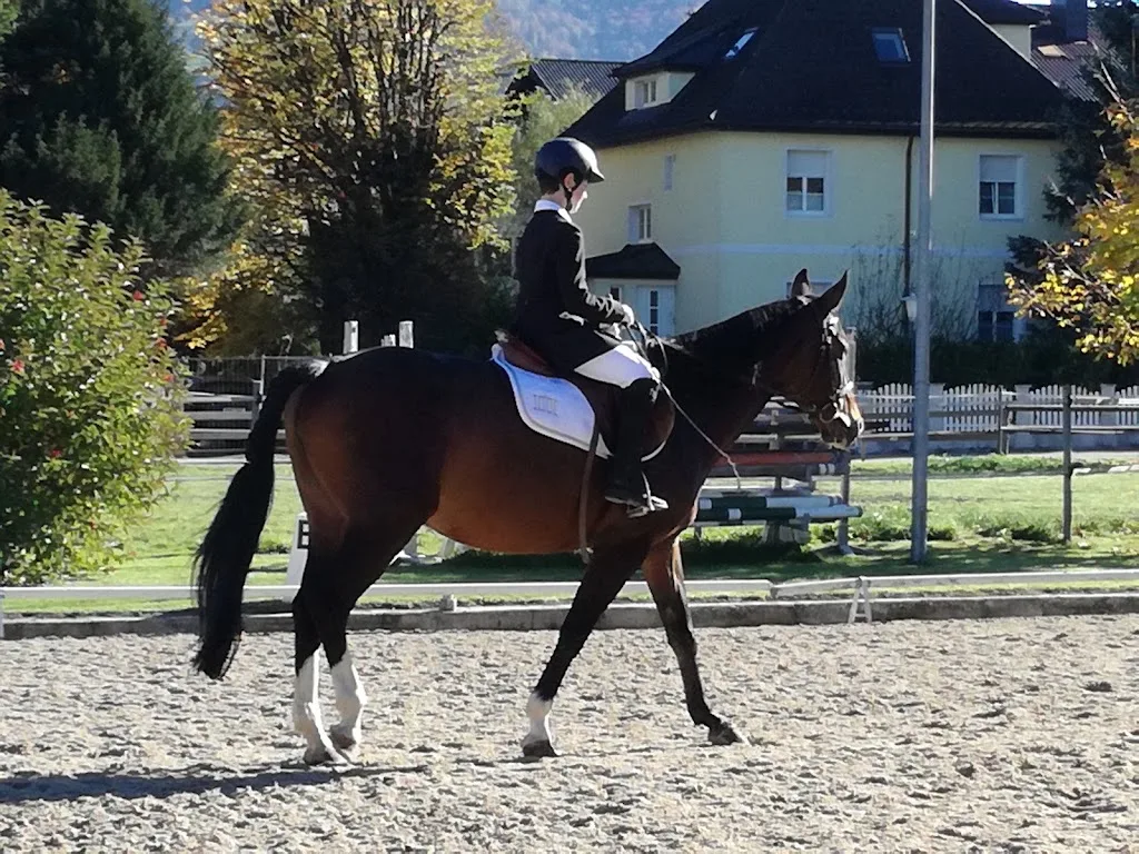 Pferdehof Hinterreit, Familie Freiwald - Foto 2