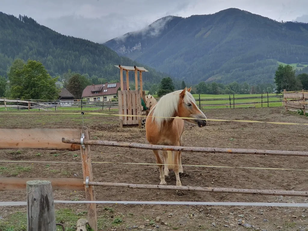 Haflingerhof Gams - photo 2
