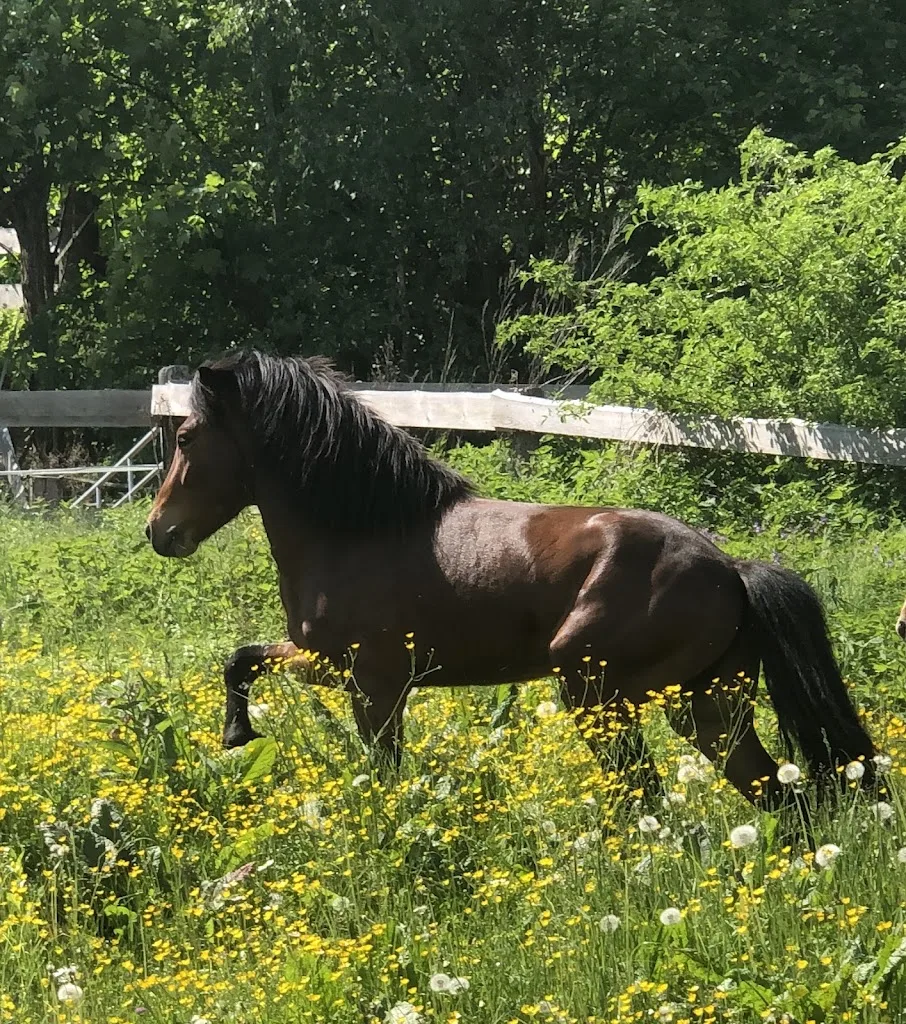 Pferd & Mensch in Harmonie - Foto 2