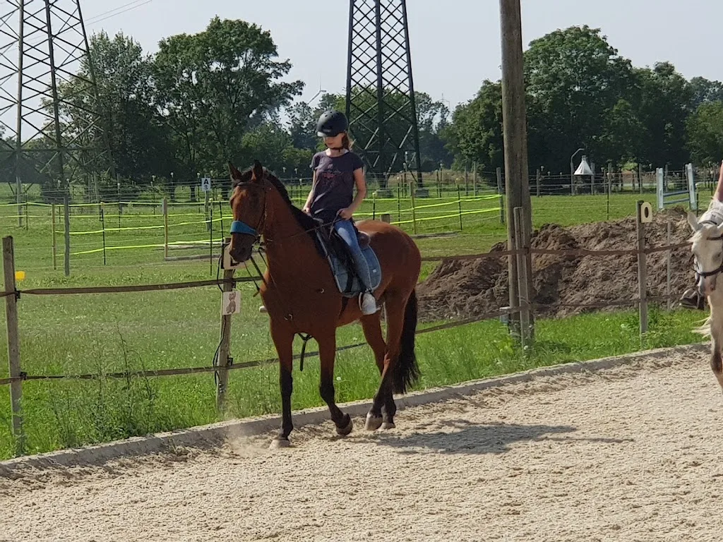 Pferdehof Kögl - Foto 1