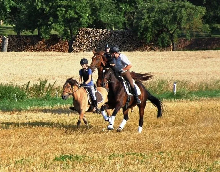 Equi Novum – Reitunterricht & Reitpädagogik - Foto 1