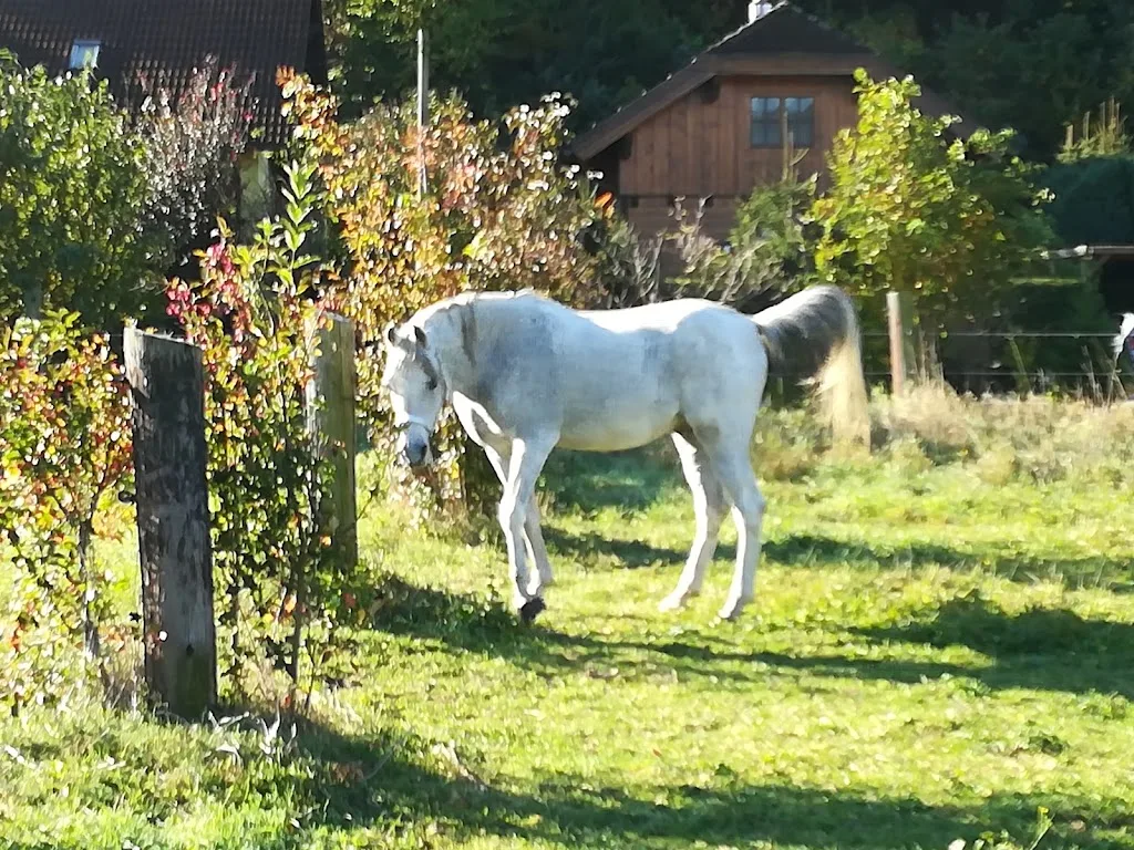 Reitstall Rappoltenkirchen- Fam. Deckardt - photo 3