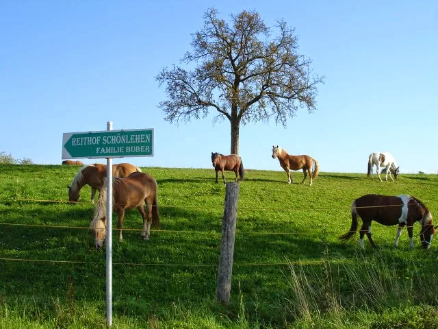 Schönlehenhof - Greenranch - photo 1