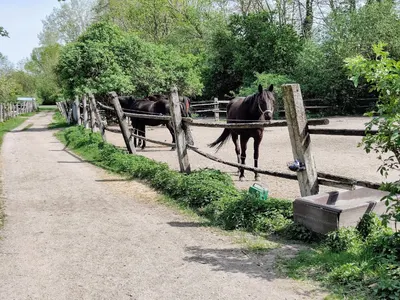 Reitstall Stummer