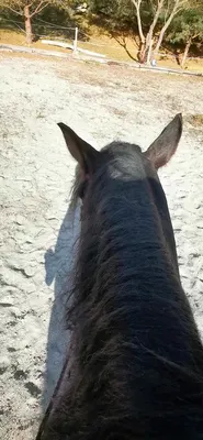 Ponyhof Körblereck