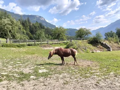 Aktivstall Zillertal Hit Aktivstall