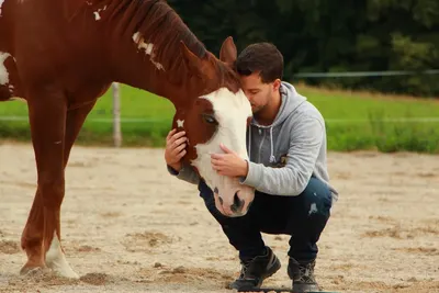 Austrian Horsemanship