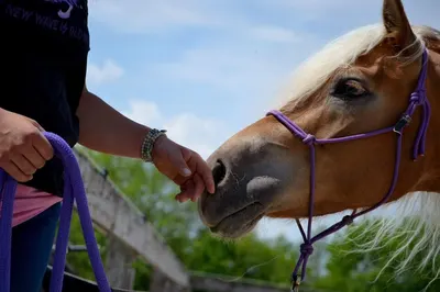 MM Natural horsemanship